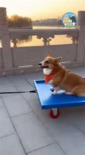Ultimate Corgi Fail! 😂 Epic Trolley Wipeout with a Pomeranian Driver