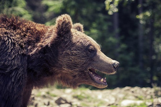 The True Story Behind "Backcountry"