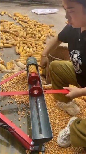 separating corn from the stalk using a simple tool #shorts