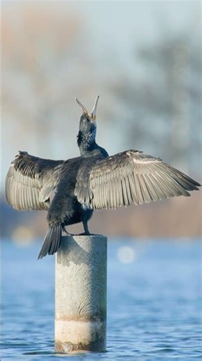 Relaxed cormorant dries its feathers #cormorant #relaxingnature #relaxingvideos #nature