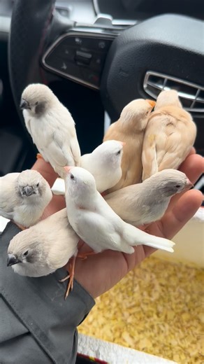 🅺🅰🆂🅸🅼 B🅸🆁🅳 F🅰🆁🅼 on Instagram: "Hand-raised birds, Java sparrows, the joy of hand-raising birds, you'll soon be too many to catch!"