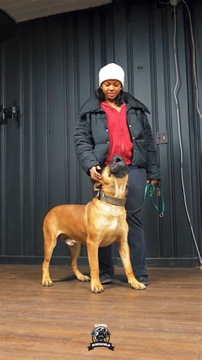 Exotic Boerboel Breeders on Instagram: "A hunting-oriented Boerboel with the stamina and focus to match. Designed for the hunt, built for action.💯🔥 #thursday #thursdaymorning #Thursdays #thursdayfun #thursdaygrind #feature #mastiff #dogs #boerboel #boerboelsofinstagram #southafricanboerboel #boerboels #boerboelpuppy #boerboellove #boerboelmastiff #boerboellife #boerboelmoments #boerboelfans #boerboelofinstagram #boerboelinstagram #boerboellovers #boerboellife🐾 #photooftheday #instaboerboel #i