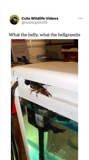 Wild Echoes 🐾 on Instagram: "These are just the larvae of the Dobson fly. They live near rivers and the adults will fly directly at you it’s terrible 📹 TT: smallmouthmessiah"