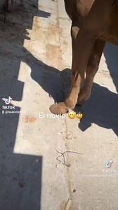 Vive en.ciudad y fue para el rancho Y le puso la silla al caballo | Las Palabras De Mi Corazon Ranchero