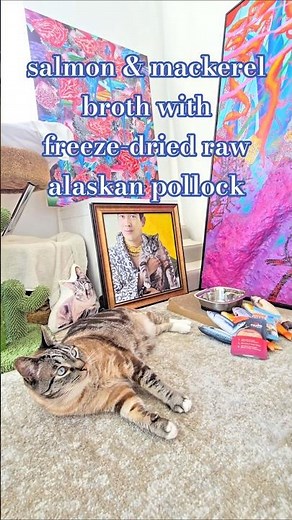 gourmet cat food taste test salmon & mackerel broth with freeze-dried raw alaskan pollock