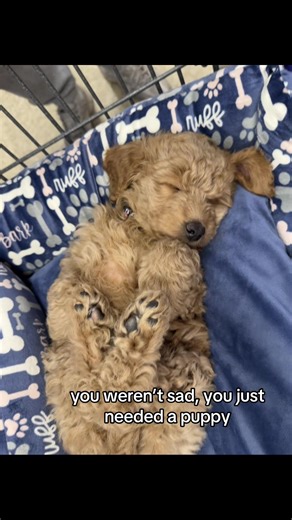 Meet My Adorable 7-Week-Old Mini Labradoodle