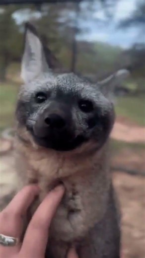 Petting A Bat Eared Fox #adoreble #animals #shortvideos #shorts #trending #fyp #shortvideos #repost