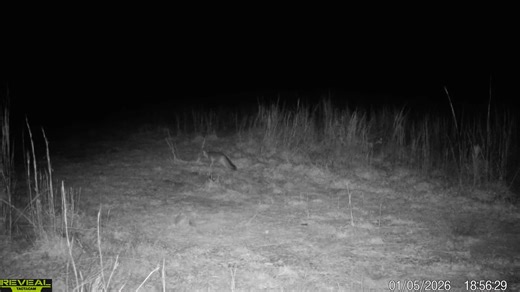 Watch this grey fox jump my bobcat scent post stake! #trapping #fox #wildanimals #wildlifeconservation #trendingreelsvideo Trap One The Trapping Classroom Trail Cam Junkies Tactacam | Final Step Trapping