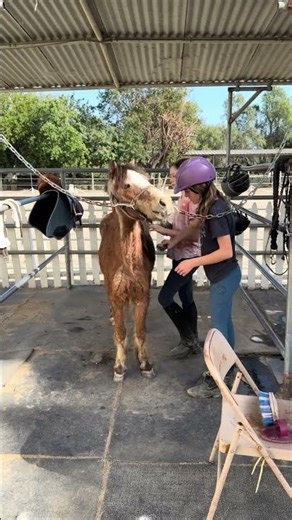 #paradisevalleyunited #equestrianjourney #equestrian #reagan #rescue #pony #latest