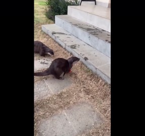 Otters Messily Eat Watermelon