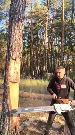 safe logging techniques using a chainsaw #shorts