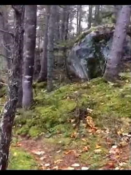 Trees moving by themselves compilation . Are they walking or how are they moving creepy nature video