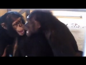 Chimp Introductions - Save the Chimps