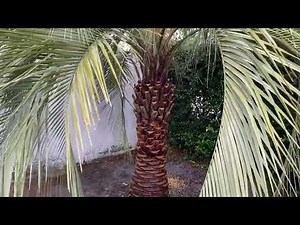 Pindo Palms Trimmed/Buy Large Palms/Large Palms and Trees Planted and Guaranteed/50 Years Installing