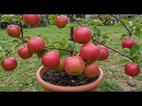 great new technique for growing Apples trees to produce fruit quickly.#grow #grafting #Apples