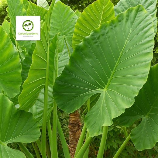 Alocasia Calidora Elephant Ear Live Plant, 10-12" Tall Houseplant, Tropical Indoor/outdoor Plant - Etsy