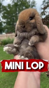 9.5K views · 216 reactions | Introducing The MINI Lop! #bunny #rabbit #animals #richyvidz #fyp | Animal Lover | Facebook