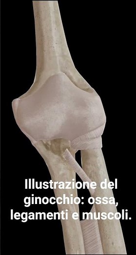 ILLUSTRAZIONE Del GINOCCHIO: OSSA, LEGAMENTI E MUSCOLI.