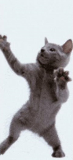 I’m White, I’m Black, I’m Yellow, And I’m Single [Cat Meme] 𓆩♡𓆪