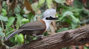 White-crested Laughingthrush (白冠噪鹛,Garrulax leucolophus), in Yunnan province. Stunningly white peaked crest, combined with a thin dark mask and russet-brown body make it an otherworldly beauty. by 四方观鸟 ❤️❤️❤️ #China #nature #birds #wildlife #travel #peace #beauty #beautiful #love | Lin hillside