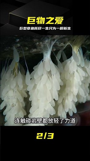 Pacific Giant Octopus gives her life to protect her young, heartbreaking ending #PacificGiantOcto...