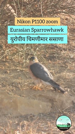 Nikon Zoom for Eurasian Sparrowhawk #birds #nikonp1100 #nikon #wildlifephotography #rajasthan #bird