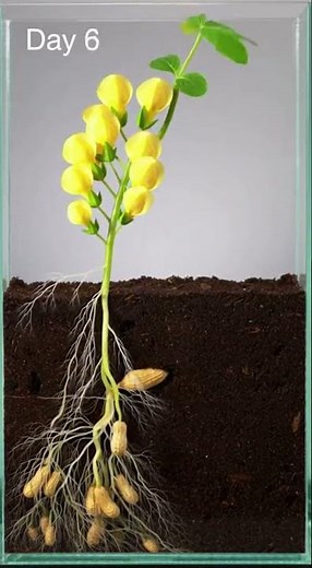 Full 90 Days - Growing Peanut Time Lapse #gardening #timelapse #peanut