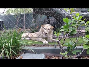 Paul & Lynsey's Zoo Tour #47 Siegfried and Roy's Secret Garden - Mirage Hotel (Las Vegas)