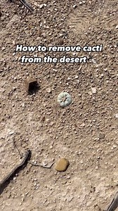 Send this to your friends who’d like to know how to remove cacti from their ecosystems 😉 #cactus #cacti #cactiandsucculents | East Coast Camanchaca