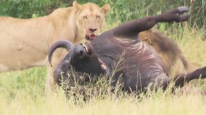 Lions feeding on buffalo carcass #reels #trend #video #life #Amazing #travel #viral #trending #wildlife #nature | African Bush Kingdom