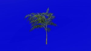 Download Plants Trees - chinese mahonia - fortunes mahonia - holly grape - Mahonia fortunei - Green Screen Chroma key - 3a for free