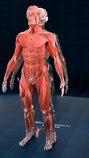 1.4M views · 7K reactions | Male Anatomy: Key Insights in Brief ♂️✨ ....