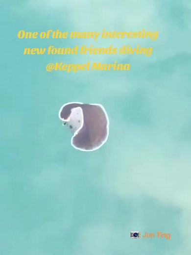 Cuddlefish (@cuddlefishdivers)’s videos with Imagination - Lize Mynhardt