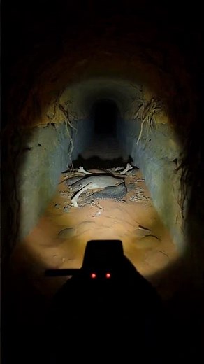 Naja haje: The Egyptian Cobra of Ancient Legends