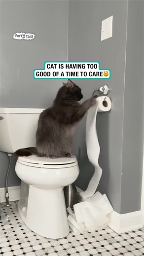 Cat enjoys toilet roll game | Furry Tails