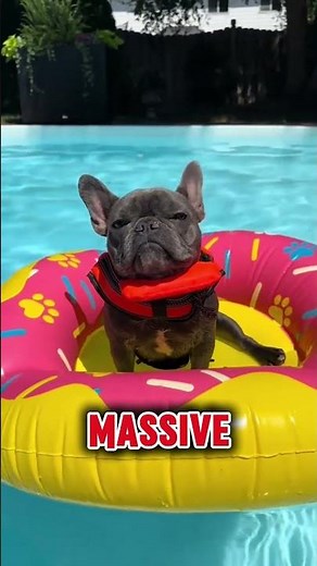 ​3 things you must know before getting a french bulldog #animals