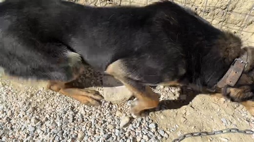 86K views · 9.8K reactions | The new hunting dog that was chained up...