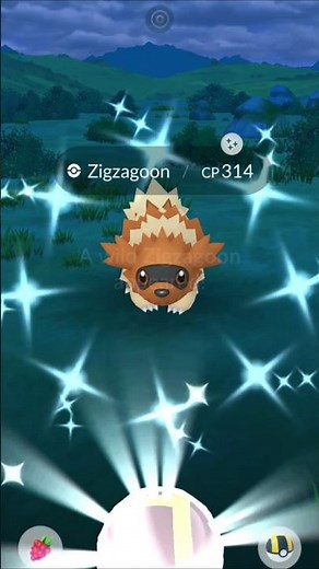 Shiny Zigzagoon & Linoone Evolution #pokemongo #shinypokemon #shinyhunting