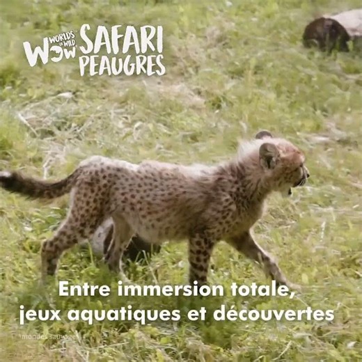 Drive-through safari, dinosaurs, water games, and baby animals: the perfect summer outing! #famil...