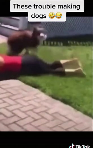 animalvibes on TikTok