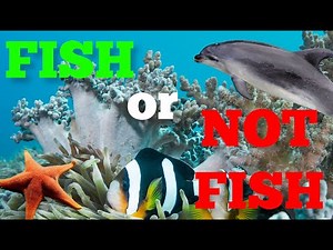 Is This a Fish or Not a Fish