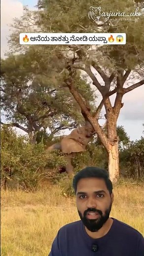 Elephant Breaks Tree in Seconds 🐘🌳 | Incredible Natural Strength Caught on Camera #shorts