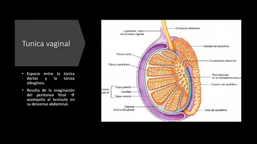 Radiological Anatomy - Magnetic Resonance Imaging: Penis and Testicles.