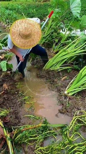 Harvesting Taro Roots from Wetland Beds! 🌿🥔 #farmoratv #nature #asmr
