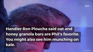 It's Groundhog Day! Here's everything you need to know about Punxsutawney Phil. | AOL