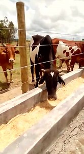 2.3K views · 27 reactions | What are the 4 types of feedlot feeds? We can conveniently classify feeds into three main types: (1) roughages, (2) concentrates, and (3) mixed feeds. Roughages include pasture forages, hays, silages, and byproduct feeds that contain a high percentage of fiber. | African Farm Resource Centre | Facebook