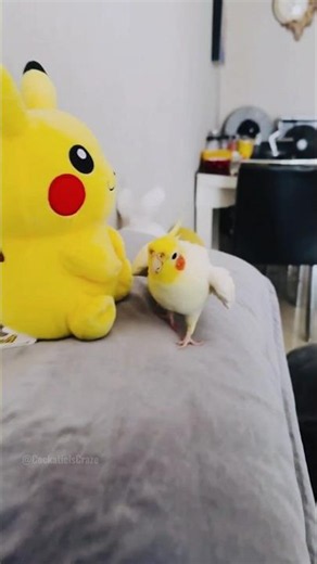Cockatiel vs. Plushies: Who Wins? 🧸🦜 #cockatielscraze