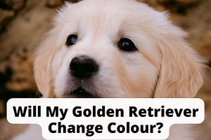 Will My Golden Retriever Change Colour? [Revealed!] | First Time Dog Mom