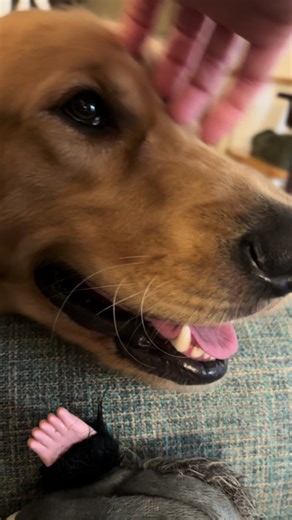 Jealous Golden Retriever vs. Dachshund: A Hilarious Encounter