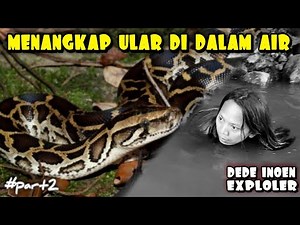 CATCHING SNAKES IN THE WATER | python bivittatus